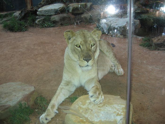 Ljonsi
