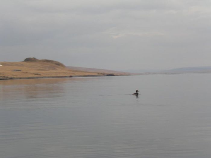 Kayakfer