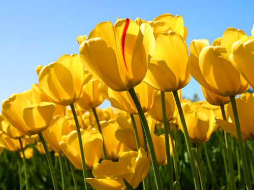 tulips 1030506.jpg