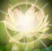 shining lotus jpg w180h175