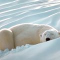 Sleeping Beauty, Polar Bear