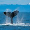 ...pback_whale