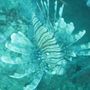 Lionfish (ljónsfiskur)