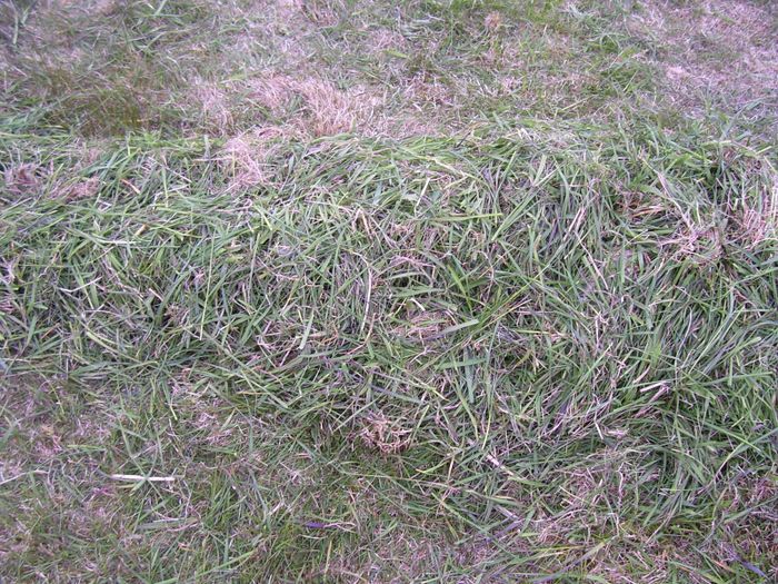 gras r.....