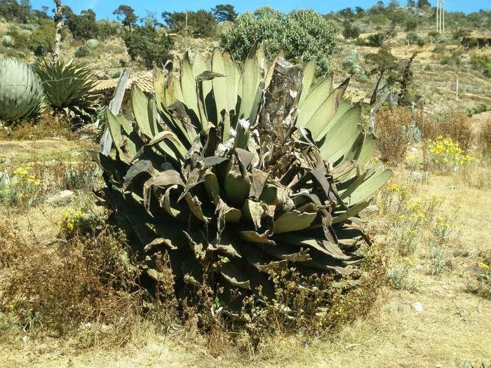 Agave