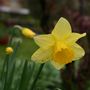 Páskalilja (Daffodil)