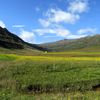 Friðheimur