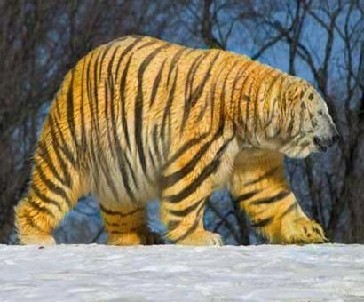 photoshopped animals11.jpg