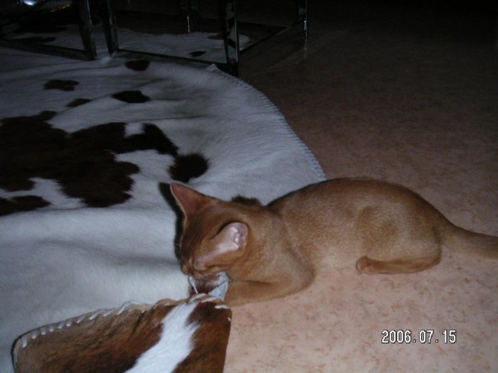 Cougar with his cach!!