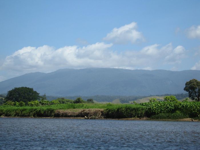 Daintree river