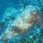 Cuttlefish