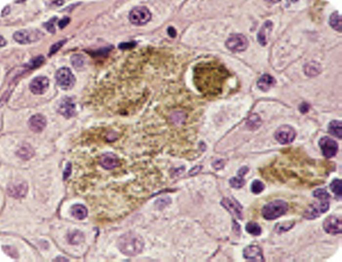 Cells-close-up