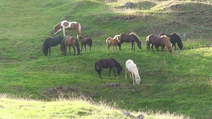 Mna+foal, Blekking+foal, Sjarmi, Erlas offspring, Stirnir, Hula, Galsi, Lvk