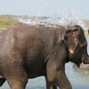 Chitwan National Park 042