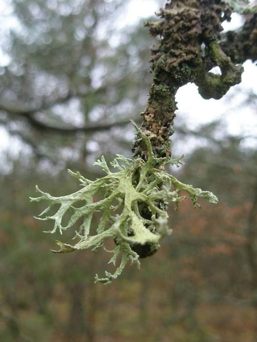 Evernia prunastri