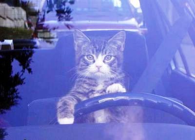 funny-cat-picture-cat-driver