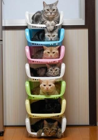 1417-cat-stacking