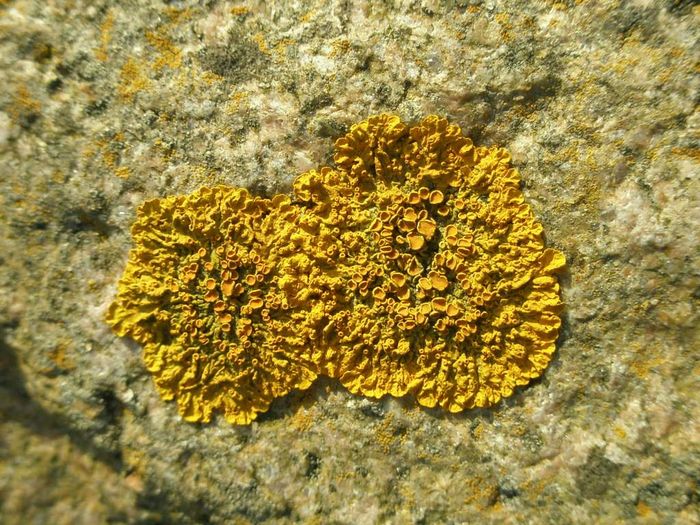 Xanthoria parietina