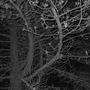 Silent night