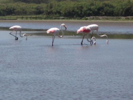 On our way to Crescent Island