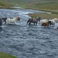 Frú+foal, Framtíð (SOLD), Viska, Orða(SOLD), Engill (SOLD)and more