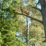 Puma in a tree