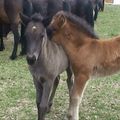 Askja´s and Tinna´s foals