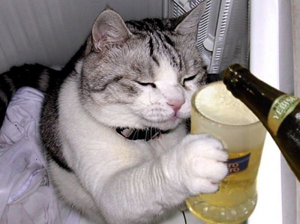 cat beer
