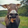 donkey-humor-01