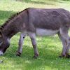 Donkey 1 arp 750px