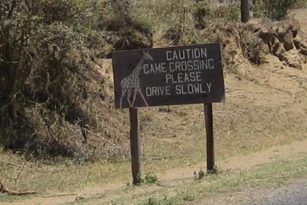 Giraffe crossing the road