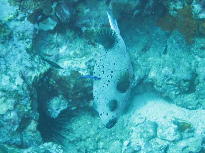 Pfufferfish