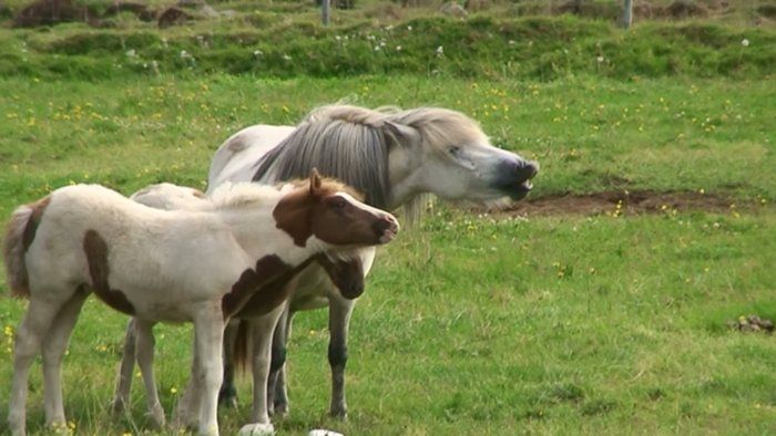Stelpa. Stelpas foal and Hlfs foal