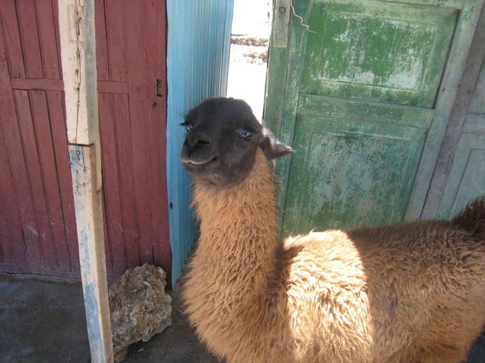 LLamagaeludr