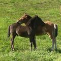 Hálf´s and Hrafntinna´s foals