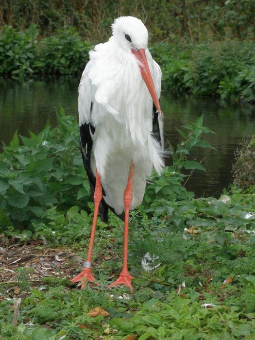 Zoologiske garden