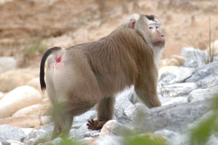 macaque monkey