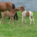 Staka´s and Stelpa´s foals.