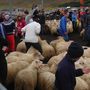 nohh hún hefur fundið kind á endanu :)