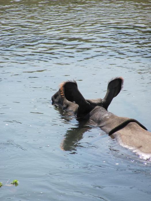 Chitwan National Park 068