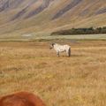 img 8971 1445277