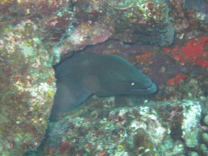 Moray eel