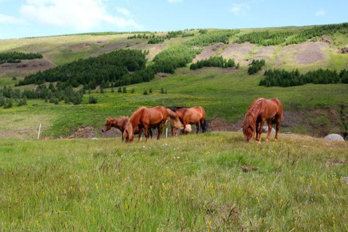 Muninn, Rauka, Kolfinna, Leista and foal. 5  july 2016