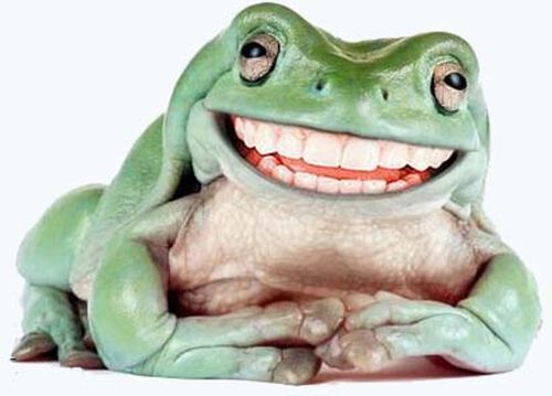 smiling-frog.jpg