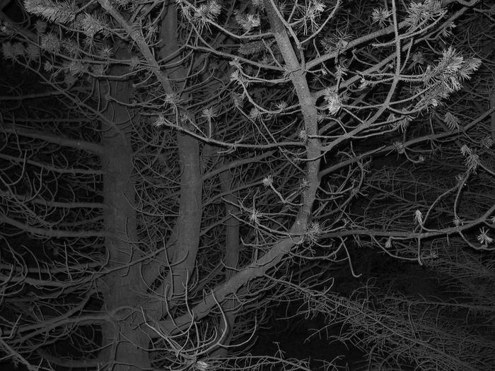 Silent night