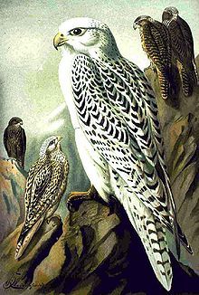 Falcorusticolus
