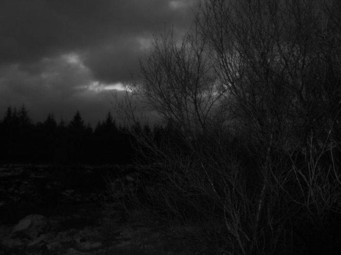 Winter night