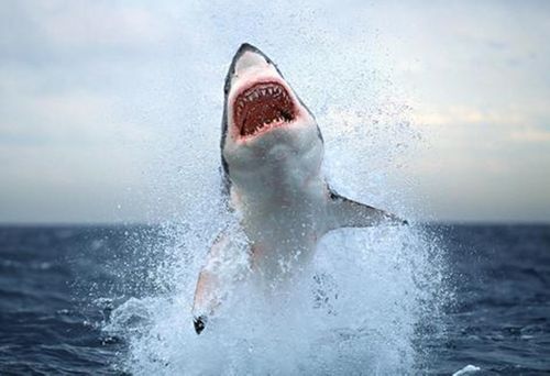 jumping-great-white-shark 1.jpg