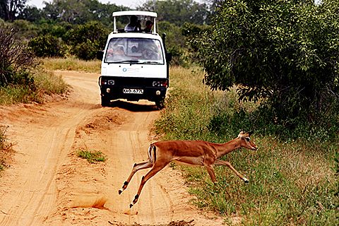 ur desktop vignir hri-safari.jpg