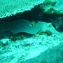 Stingray